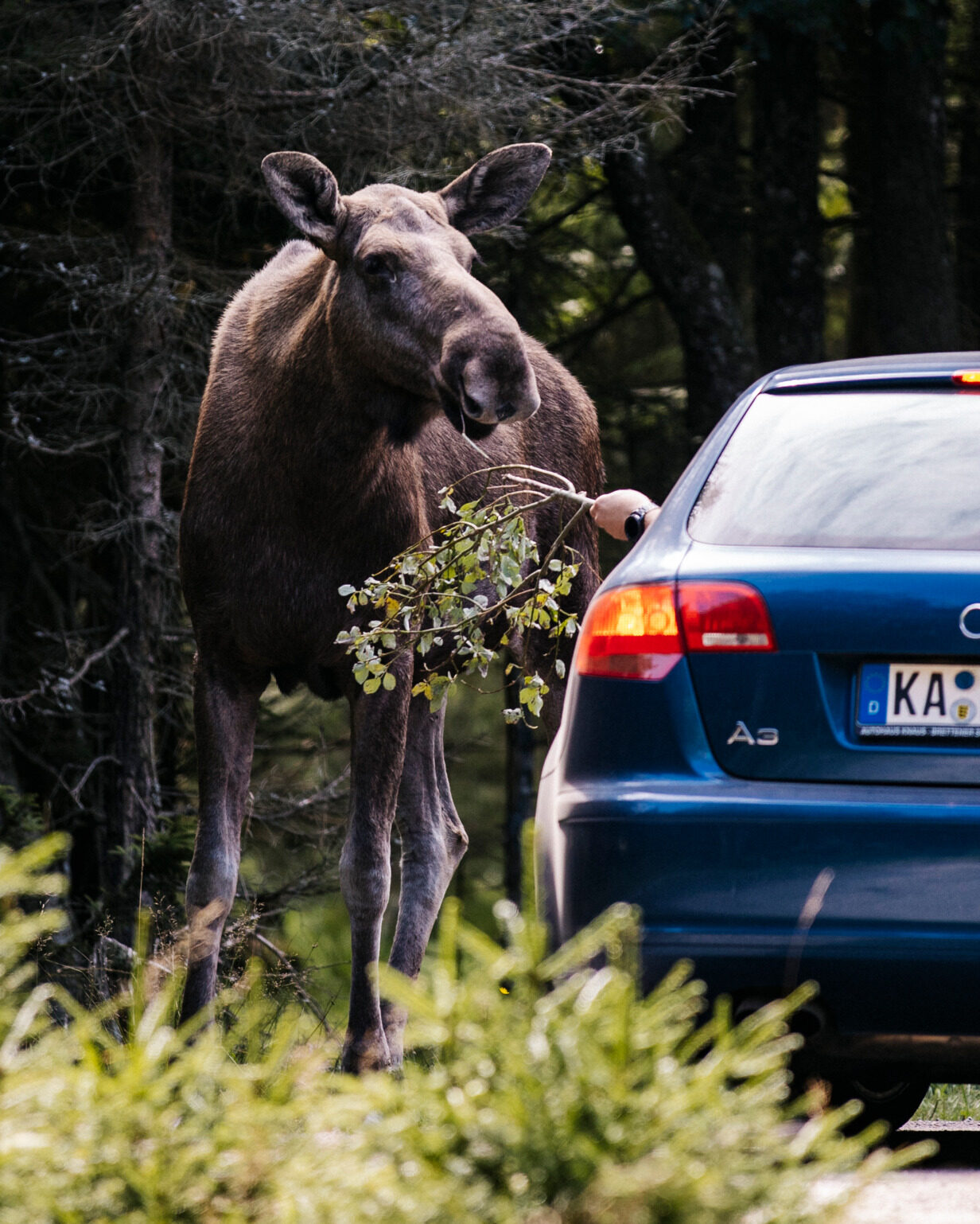 A moose standing beside a car