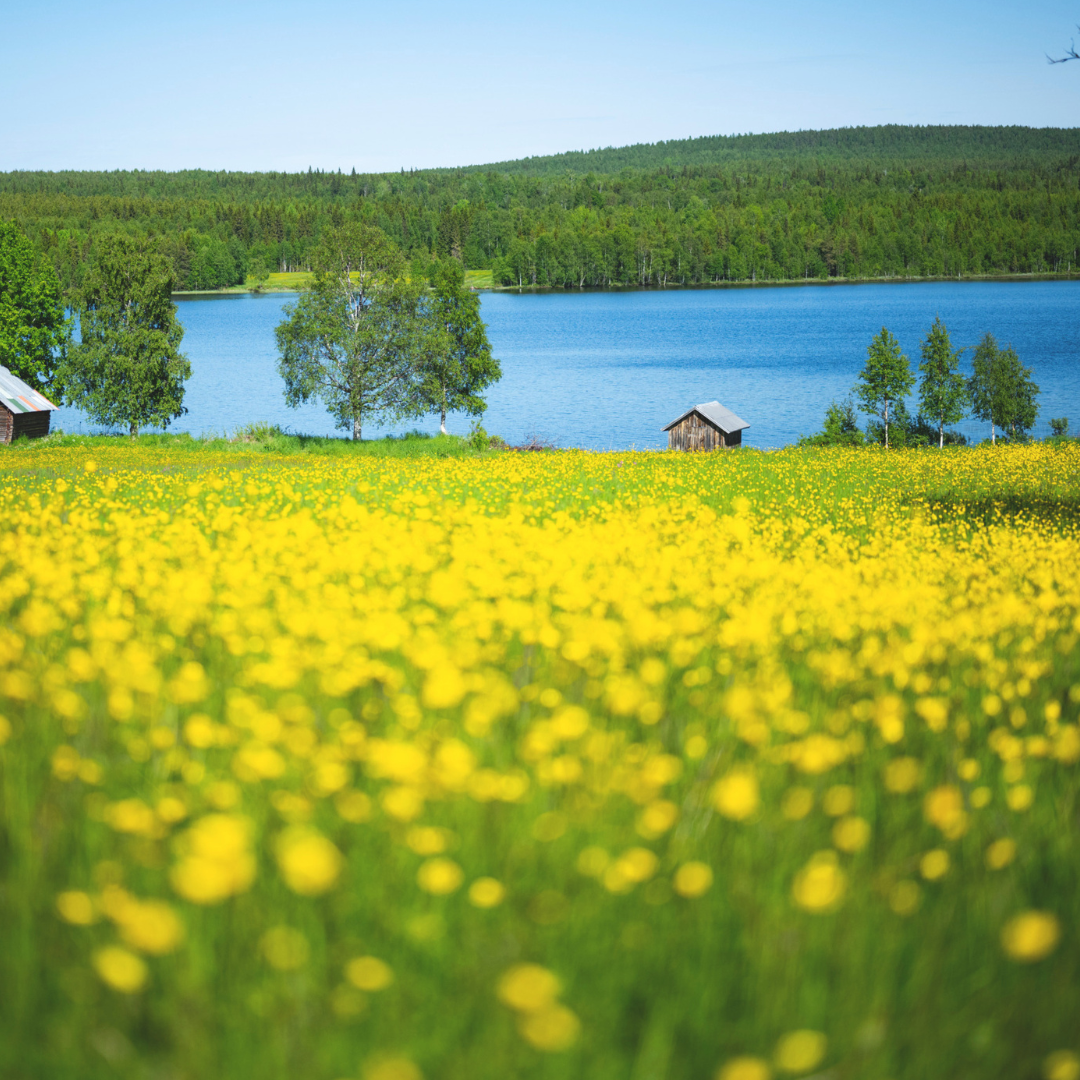 A yellow field